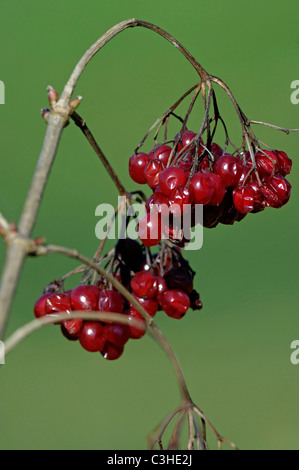 Gemeiner Schneeball, Beeren,Viburnum opulus, Common Snowball, Berries, Baden-Wuerttemberg, Deutschland, Germany Stock Photo