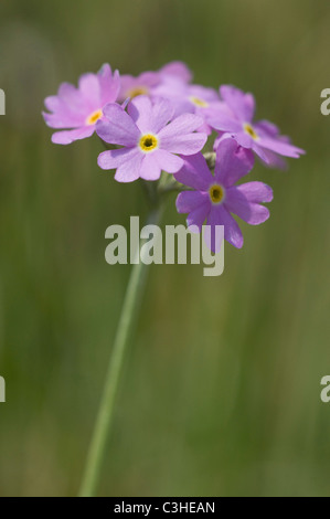 Mehlprimel, Primula farinosa, Birdseye Primrose, Ries, Bayern, Deutschland, Germany Stock Photo