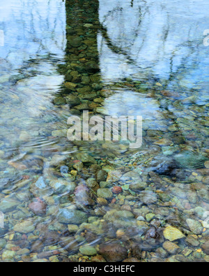 Tree reflected in the waters of the pebble-lined River Derwent near Rosthwaite in the Lake District of England Stock Photo