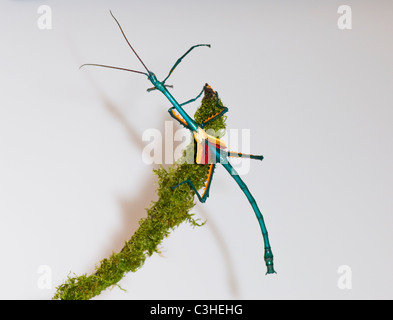 Male Stick Insect (Achriopetra fallax), in defensive position, captive Stock Photo