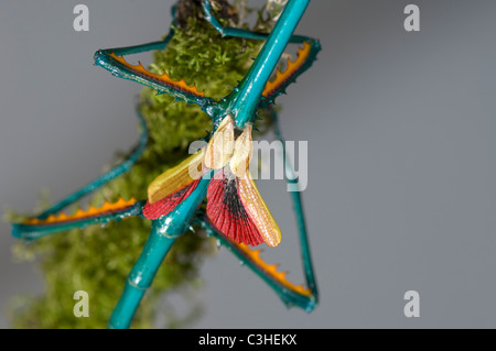 Wings of a Male Stick Insect (Achriopetra fallax), in defensive position, captive Stock Photo