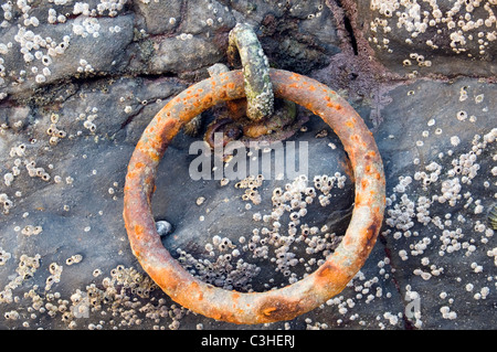 Rusty Metal Ring. Stock Photo