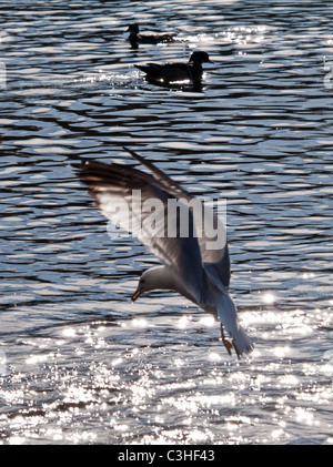 a seagull descending to the surface of the lake in Powderhorn Park, Minneapolis, MN Stock Photo