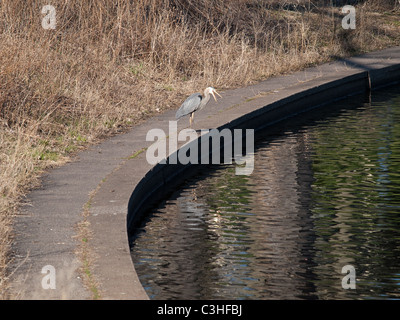 great blue heron at Powderhorn Lake, Minneapolis, MN, USA, May 2011 Stock Photo