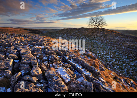 A lone tree grows from the craggy limestone pavement above Malham in the Yorkshire Dales of England Stock Photo