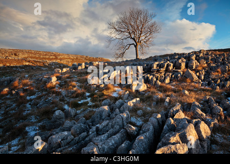 A lone tree grows from the craggy limestone pavement above Malham in the Yorkshire Dales of England Stock Photo