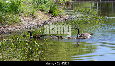 Canadian geese with goslings swimming in a river. Stock Photo