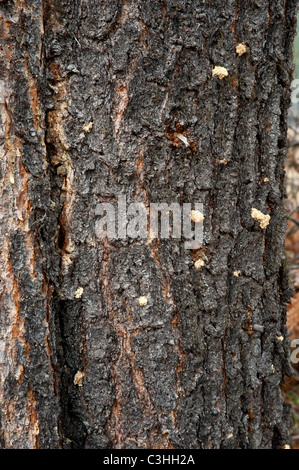 A lodgepole pine infested with Mountain Pine Beetle  is evidenced by the pitch balls on the trunk. Stock Photo