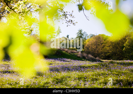 Bluebells near Hawkshead, Lake District, UK. Stock Photo