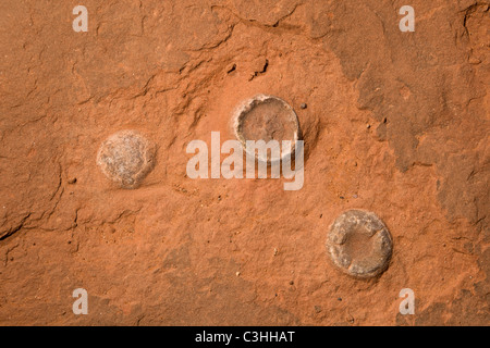 Close up of early Jurassic period dinosaur eggs at Moenkopi Dinosaur Tracks, Tuba City, Arizona, USA. Stock Photo