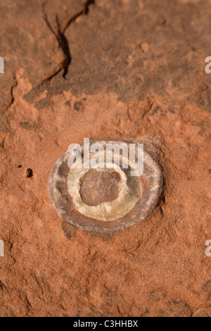 Close up of early Jurassic period dinosaur egg at Moenkopi Dinosaur Tracks, Tuba City, Arizona, USA. Stock Photo