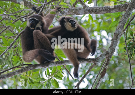 Bornean agile gibbon Hylobates albibarbis white-bearded gibbon whitebaerded original wildlife Stock Photo