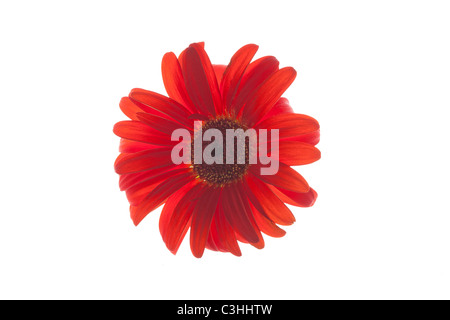 red gerber daisy on white Stock Photo