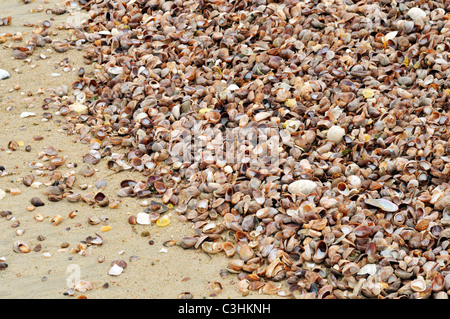 Abundance of a variety of seashells washed ashore  on a sandy Cape Cod beach as the tide goes out, USA. Stock Photo