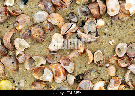 Many different kinds of seashells in the sand as the tide goes out on a Cape Cod beach, USA. Stock Photo