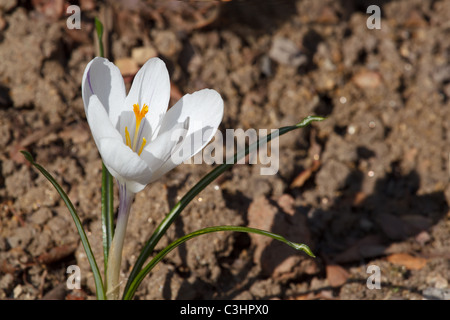 Crocus chrysanthus - Cream Beauty in sping garden Stock Photo