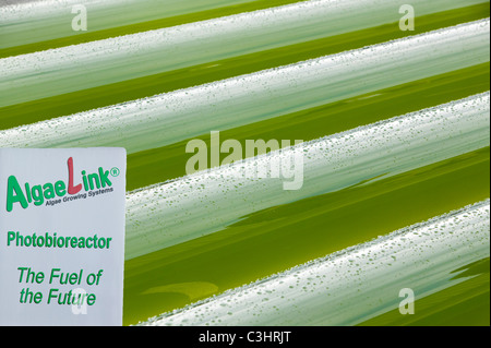An AlgaeLink Algae growing system that is harvested to make ethanol and bio-diesel Stock Photo