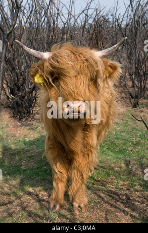 grown miniature highland cow