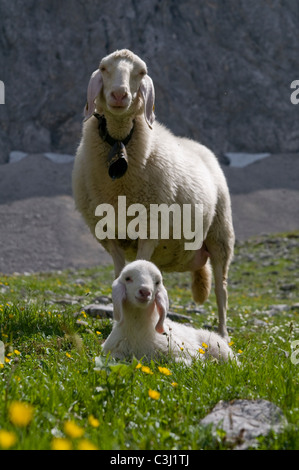 Schaf mit Lamm, Muttertier, Ovis, Mother Sheep, Lamb, Karwendel, Mittenwald, Bayern, Bavaria, Deutschland, Germany Stock Photo