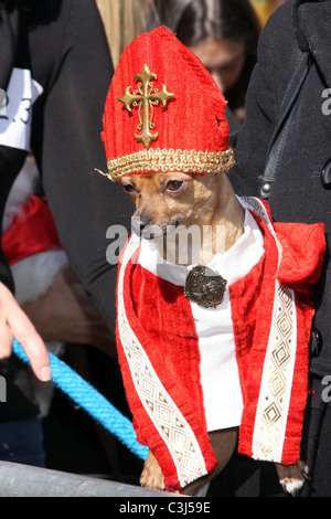 Dog dressed as A Rod - Yankees at the 19th Annual Topkins Square