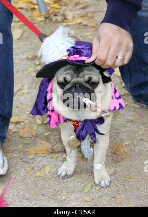 Dog dressed as A Rod - Yankees at the 19th Annual Topkins Square