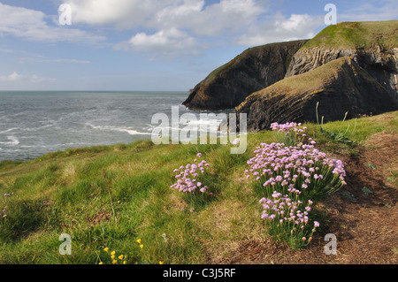 Thrift growing on Pembrokeshire coastal path at Ceibwr Bay, Pembrokeshire, Wales, United Kingdom Stock Photo