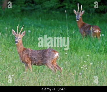 The European Roe Deer (Capreolus capreolus), also known as the Western Roe Deer or chevreuil, is an Eurasian species of deer. Stock Photo