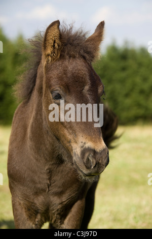 Original Iceland Horses at Iceland Stock Photo