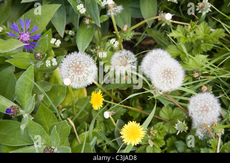 Weeds on allotment Stock Photo