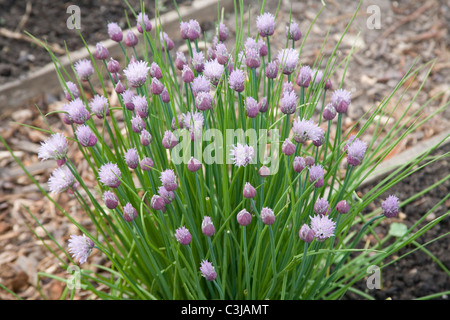 Chive plant flowering on allotment Stock Photo