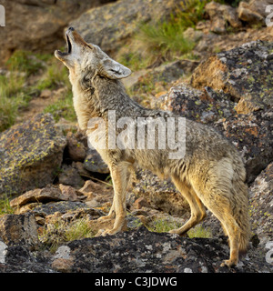 Coyote howling at sunset Stock Photo