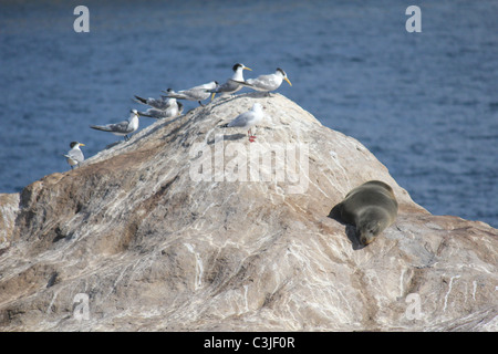 Sleepy sea lion watched by seagulls on rock. Stock Photo