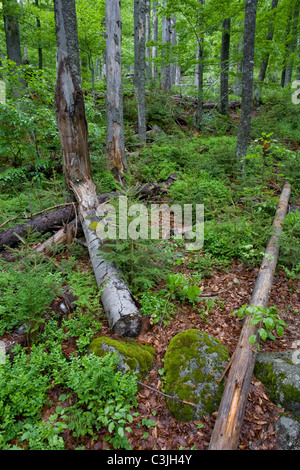 bark forest bavarian alamy similar beetle nationalpark nach attack