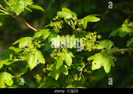Young leaves and flowers on field maple tree (Acer campestre) in spring Stock Photo