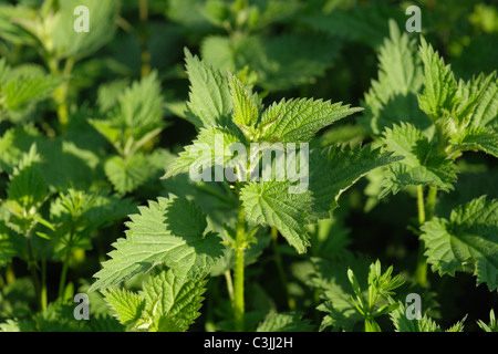 Stinging nettle (Urtica dioica) young growth in spring Stock Photo