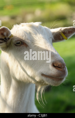Head of an alert neutered Saanen wether goat with slight beard and ear tags Stock Photo