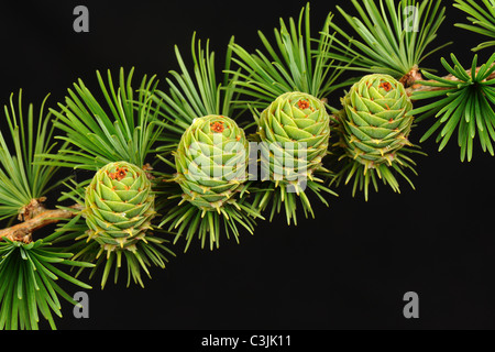 Young cones on larch (Larix decidua) among early season needle growth Stock Photo