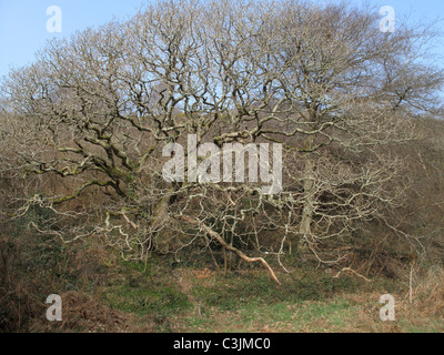 European oak (Quercus robur) leafless old tree with lichen covered branches in early spring Stock Photo