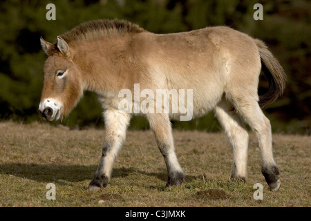 Przewalski Urwildpferd, Equus przewalskii, Przewalski's horse, Nationalpark Bayerischer Wald, Bavarian forest national park Stock Photo