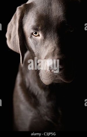 Studio portrait of Chocolate Labrador Stock Photo