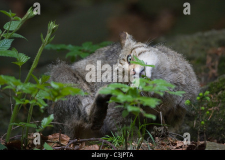 European wildcat (Felis silvestris silvestris) with young, NP Bayerischer Wald, Bavarian Forest National Park, Germany Stock Photo