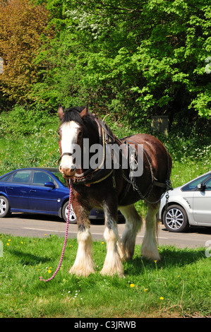 Shire horse in harness by bus stop, Hook Norton, Oxfordshire Stock Photo