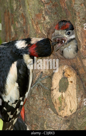 Buntspecht, Maennchen fuettert Jungvogel, Dendrocopos major, Great spotted woodpecker, male, feeding, young Stock Photo