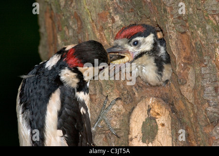 Buntspecht, Maennchen fuettert Jungvogel, Dendrocopos major, Great spotted woodpecker, male, feeding, young Stock Photo