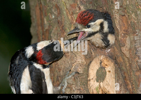 Buntspecht, Maennchen fuettert Jungvogel, Dendrocopos major, Great spotted woodpecker, male, feeding, young Stock Photo