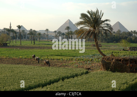 GIZA, EGYPT -- THE RICH SOILS OF THE NILE RIVER DELTA IN THE FARM LANDS NEAR THE GIZA PYRAMIDS. Stock Photo