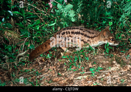 Striped civet, fanaloka, Malagasy civet (Fossa fossana: Viverridae) searching for food at night in rainforest, Madagascar. Stock Photo