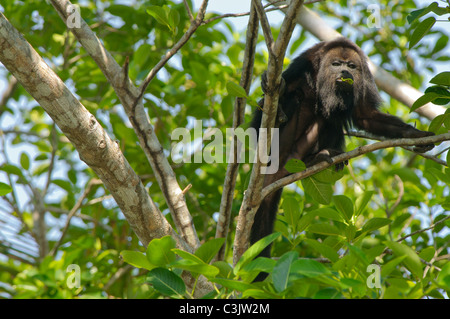A male Yucatan black howler monkey (Alouatta pigra) enjoys a leaf while showing off his fine beard in the Belizean jungle. Stock Photo