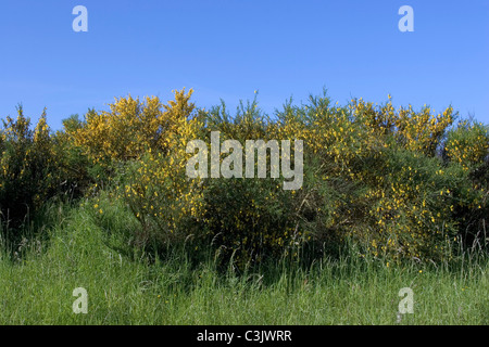broom cytisus cytisus scoparius fabaceae Stock Photo