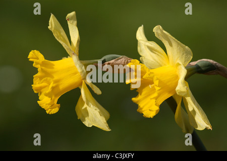 Wilde Narzissen, Narcissus pseudonarcissus, Wild daffodil, Furtsbachtal, Deutschland, Germany Stock Photo